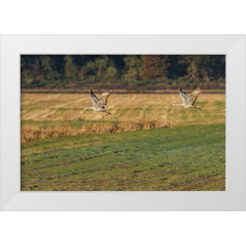 Sandhills Take Flight White Modern Wood Framed Art Print by Galloimages Online