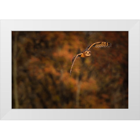 Short Eared Owl White Modern Wood Framed Art Print by Galloimages Online