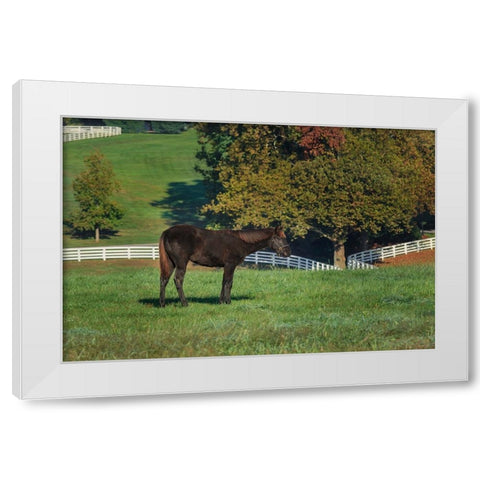 The Mane Event White Modern Wood Framed Art Print by Galloimages Online