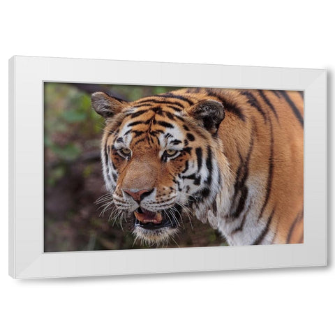 Tiger White Modern Wood Framed Art Print by Galloimages Online