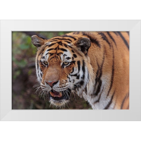 Tiger White Modern Wood Framed Art Print by Galloimages Online