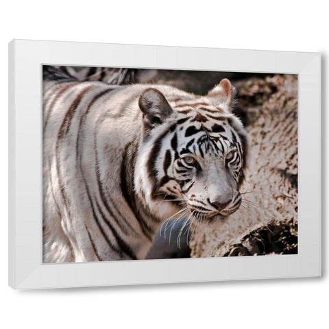 White Tiger 2 White Modern Wood Framed Art Print by Galloimages Online