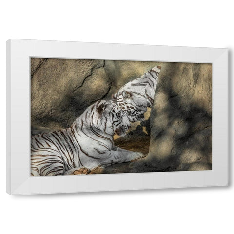 White Tiger Headbutt White Modern Wood Framed Art Print by Galloimages Online