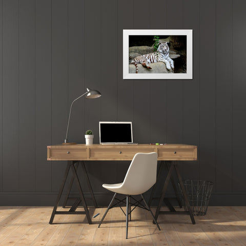 White Tiger White Modern Wood Framed Art Print by Galloimages Online