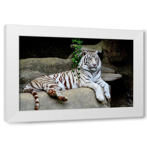 White Tiger White Modern Wood Framed Art Print by Galloimages Online