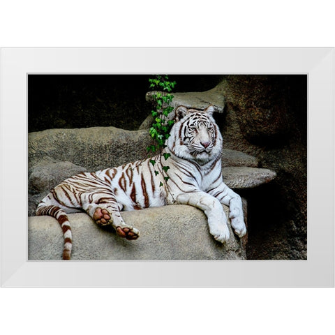White Tiger White Modern Wood Framed Art Print by Galloimages Online