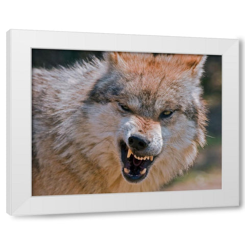 Wolf White Modern Wood Framed Art Print by Galloimages Online