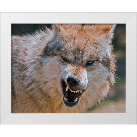 Wolf White Modern Wood Framed Art Print by Galloimages Online
