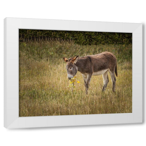Young Burro White Modern Wood Framed Art Print by Galloimages Online