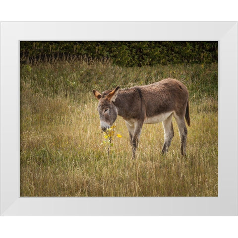 Young Burro White Modern Wood Framed Art Print by Galloimages Online