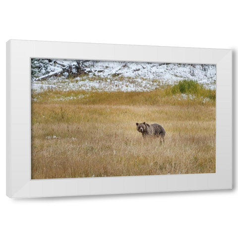 Young Grizzly In Yellowstone White Modern Wood Framed Art Print by Galloimages Online