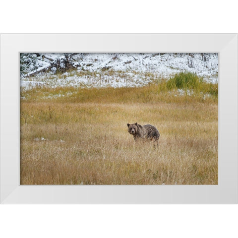 Young Grizzly In Yellowstone White Modern Wood Framed Art Print by Galloimages Online