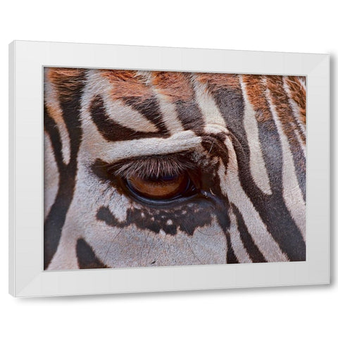 Zebra Eye White Modern Wood Framed Art Print by Galloimages Online