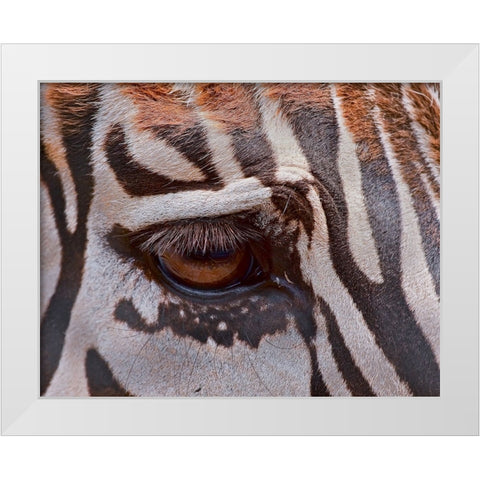 Zebra Eye White Modern Wood Framed Art Print by Galloimages Online