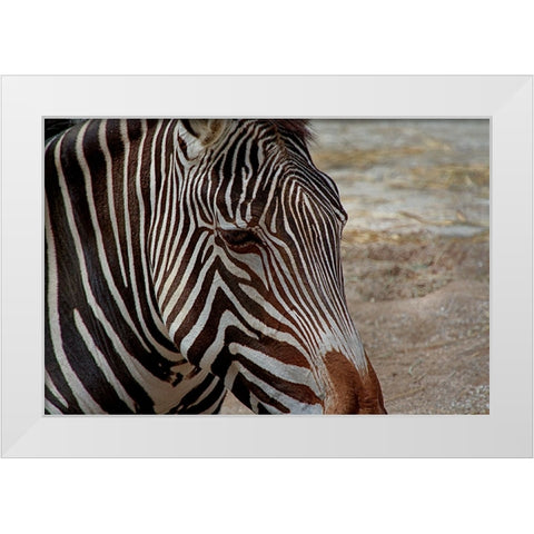 Zebra White Modern Wood Framed Art Print by Galloimages Online