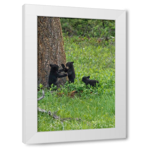 3 Black Bear Cubs (YNP) White Modern Wood Framed Art Print by Galloimages Online