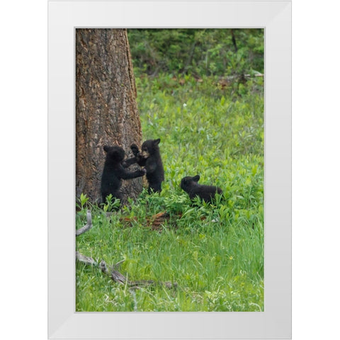 3 Black Bear Cubs (YNP) White Modern Wood Framed Art Print by Galloimages Online
