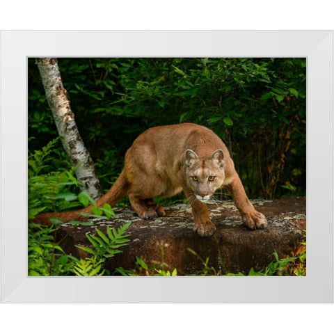 About To Pounce White Modern Wood Framed Art Print by Galloimages Online