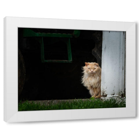 Barn Cat 2 White Modern Wood Framed Art Print by Galloimages Online