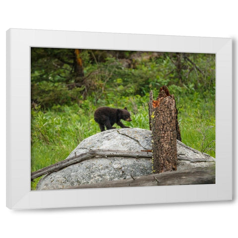 Bear Cub On Rock White Modern Wood Framed Art Print by Galloimages Online