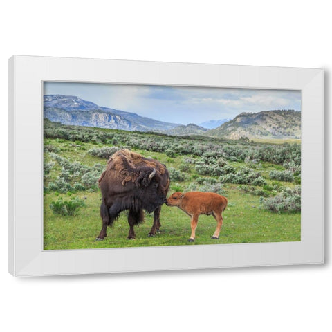 Bison And Calf (YNP) White Modern Wood Framed Art Print by Galloimages Online