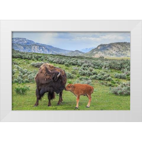 Bison And Calf (YNP) White Modern Wood Framed Art Print by Galloimages Online