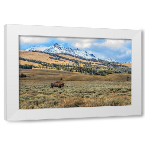 Bison By Electric Peak (YNP) White Modern Wood Framed Art Print by Galloimages Online