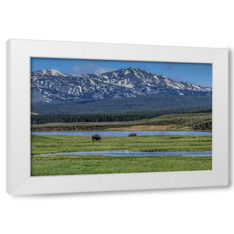 Bison By River White Modern Wood Framed Art Print by Galloimages Online