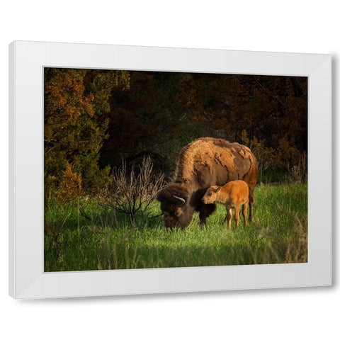 Bison Cow And Calf White Modern Wood Framed Art Print by Galloimages Online