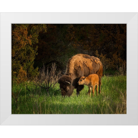 Bison Cow And Calf White Modern Wood Framed Art Print by Galloimages Online