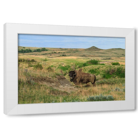 Bison In North Dakota Landscape White Modern Wood Framed Art Print by Galloimages Online