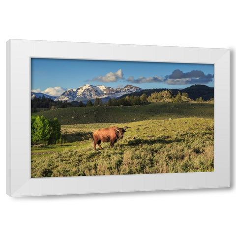 Bison In Yellowstone White Modern Wood Framed Art Print by Galloimages Online
