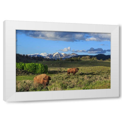 Bison With Mountains (YNP) White Modern Wood Framed Art Print by Galloimages Online