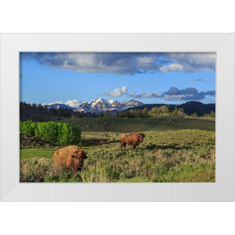 Bison With Mountains (YNP) White Modern Wood Framed Art Print by Galloimages Online