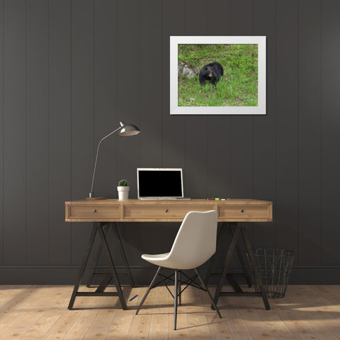 Black Bear (YNP) White Modern Wood Framed Art Print by Galloimages Online