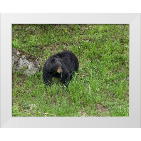 Black Bear (YNP) White Modern Wood Framed Art Print by Galloimages Online