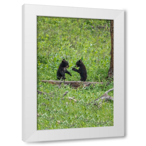 Black Bear Cubs (YNP) White Modern Wood Framed Art Print by Galloimages Online