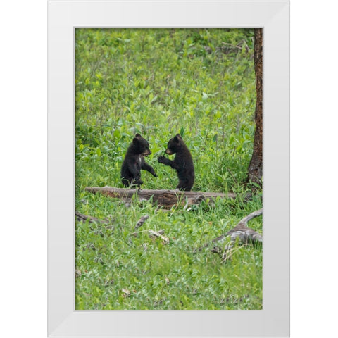 Black Bear Cubs (YNP) White Modern Wood Framed Art Print by Galloimages Online