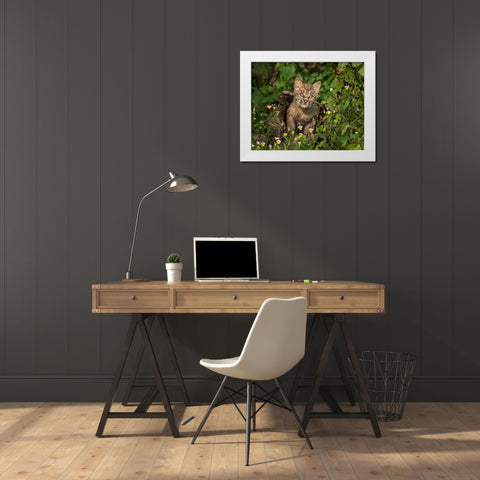 Bobcat Kitten In Wildflowers White Modern Wood Framed Art Print by Galloimages Online