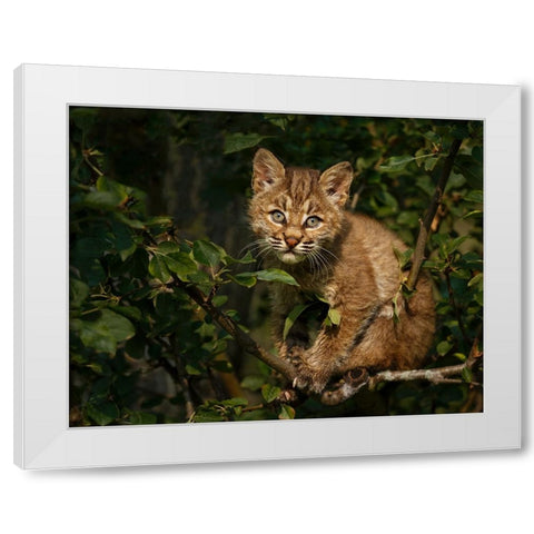Bobcat Kitten On Branch White Modern Wood Framed Art Print by Galloimages Online