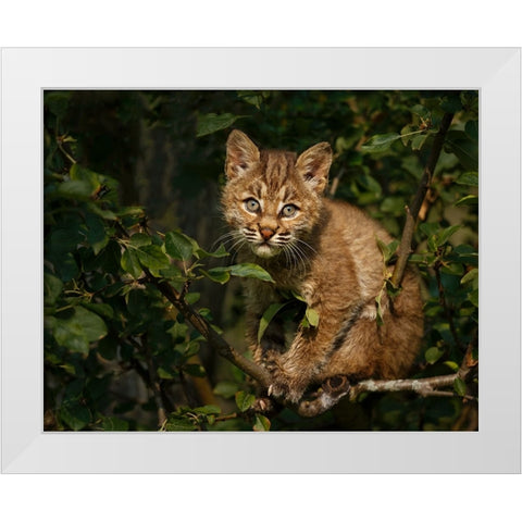 Bobcat Kitten On Branch White Modern Wood Framed Art Print by Galloimages Online