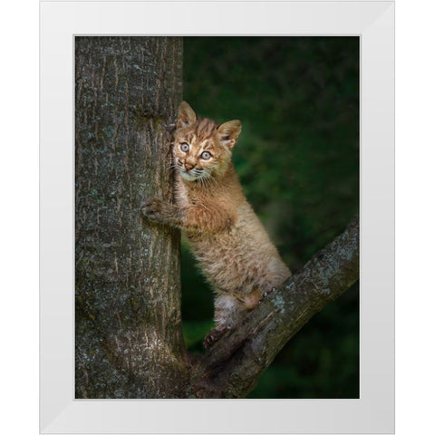 Bobcat Kitten Poses Against Tree Trunk White Modern Wood Framed Art Print by Galloimages Online