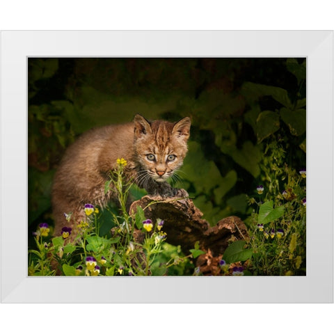 Bobcat Kitten Poses On Log White Modern Wood Framed Art Print by Galloimages Online