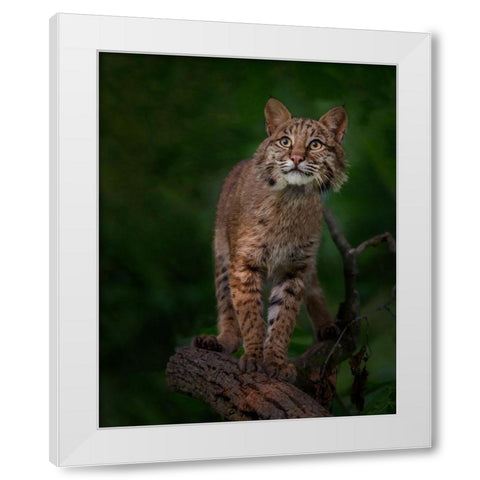 Bobcat Poses On Tree Branch 1 White Modern Wood Framed Art Print by Galloimages Online