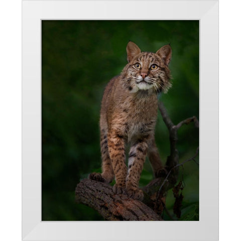 Bobcat Poses On Tree Branch 1 White Modern Wood Framed Art Print by Galloimages Online