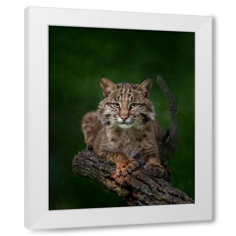 Bobcat Poses On Tree Branch 2 White Modern Wood Framed Art Print by Galloimages Online
