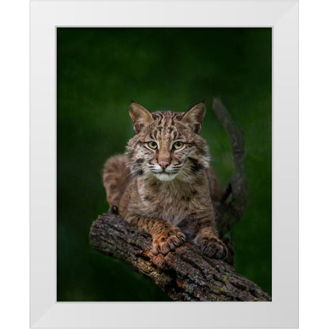 Bobcat Poses On Tree Branch 2 White Modern Wood Framed Art Print by Galloimages Online