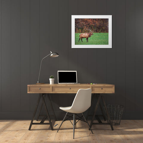 Bull Elk (GSMNP) White Modern Wood Framed Art Print by Galloimages Online