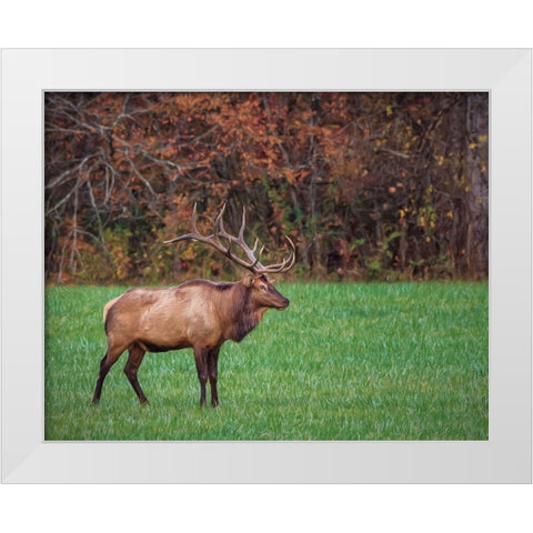 Bull Elk (GSMNP) White Modern Wood Framed Art Print by Galloimages Online