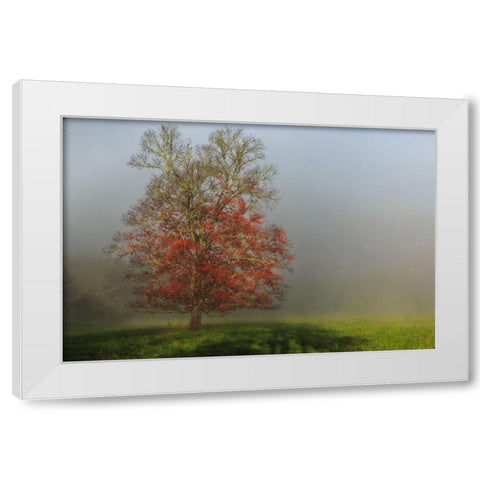 Cades Cove Tree White Modern Wood Framed Art Print by Galloimages Online
